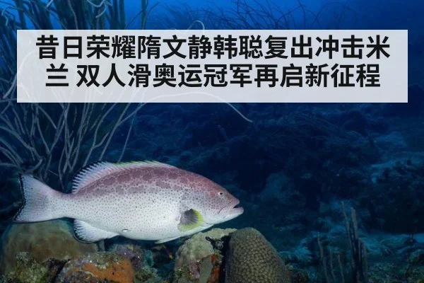 昔日荣耀隋文静韩聪复出冲击米兰 双人滑奥运冠军再启新征程
